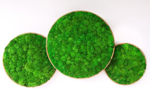 Растительная картина в стабилизированных растениях