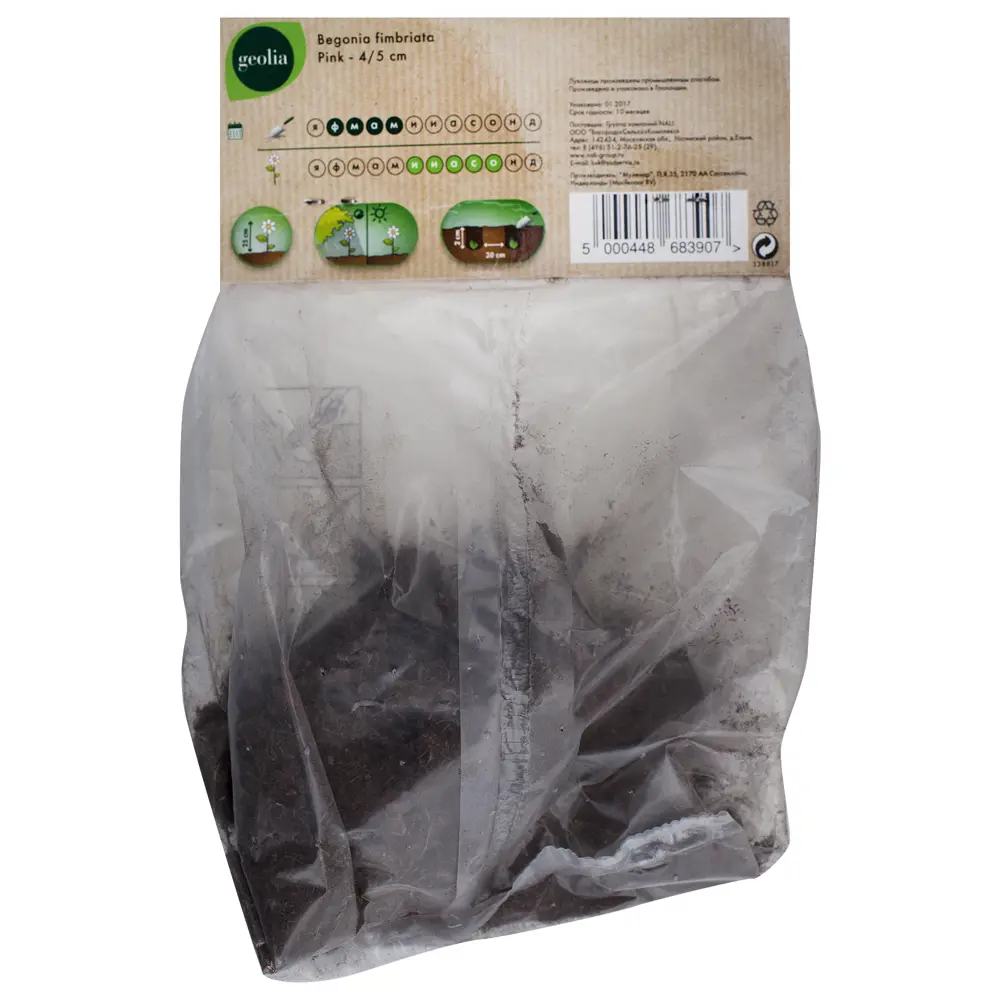 Бегония Geolia «fimbriata Pink», 4х5 см STLM-2153291 - Вид №1