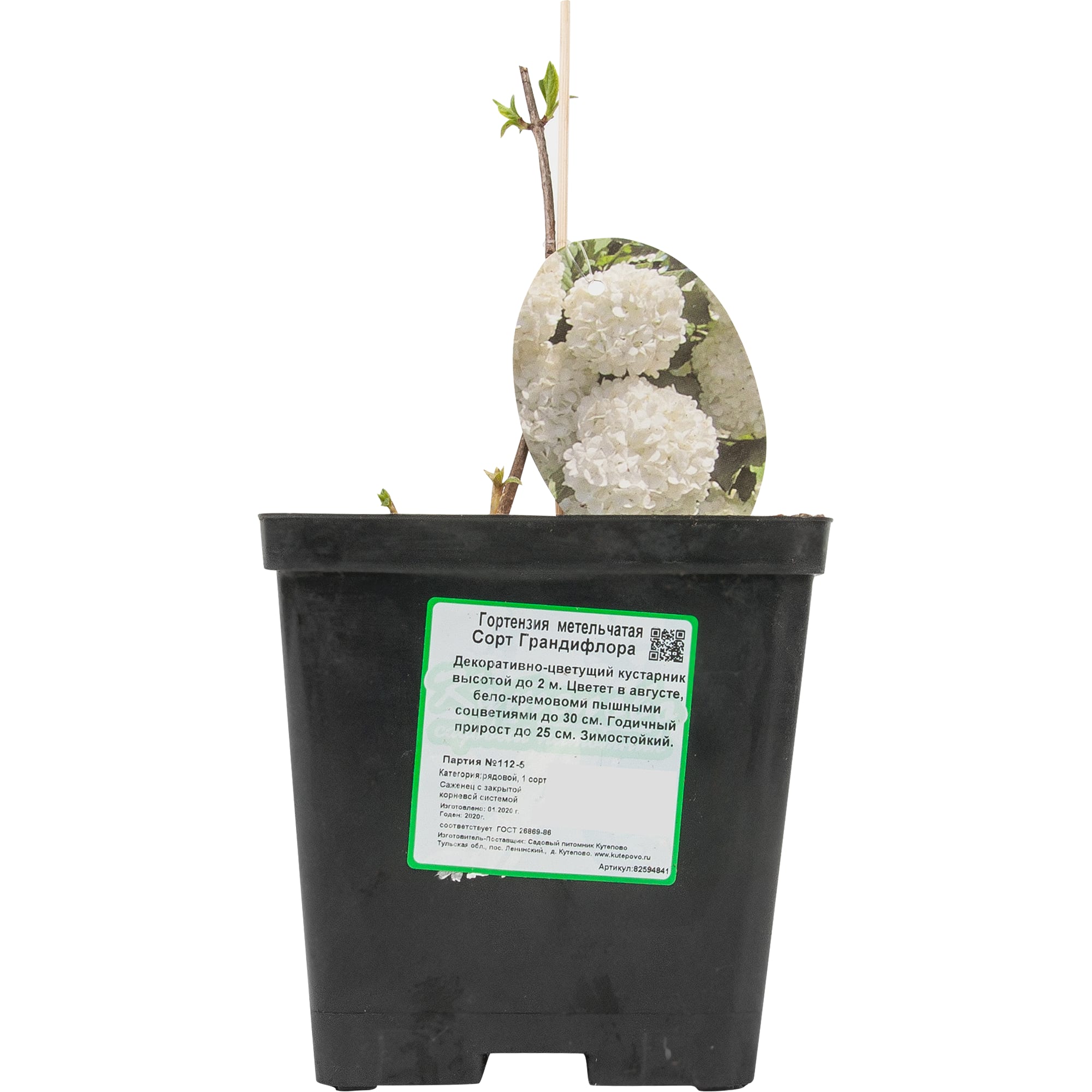 82594841 Гортензия метельчатая «грандифлора» 15x20 см Santreyd  - Вид №2