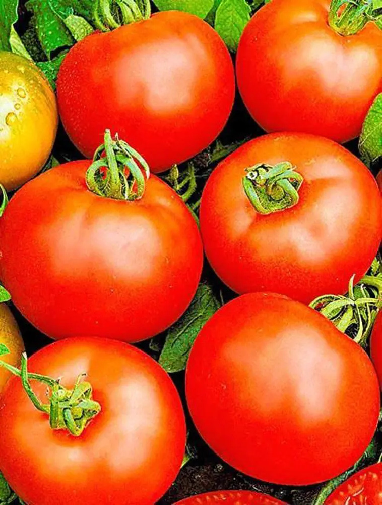 89349097 Семена овощей Agroni томат Белый налив STLM-0962879