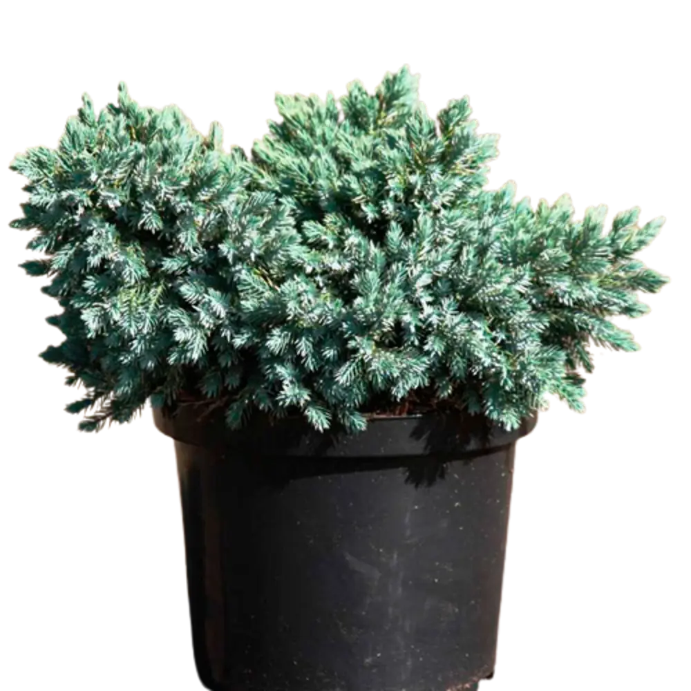 Santreyd Можжевельник Блю Стар - серебристо-голубой хвойный акцент для сада 84173559 STLM-1374046