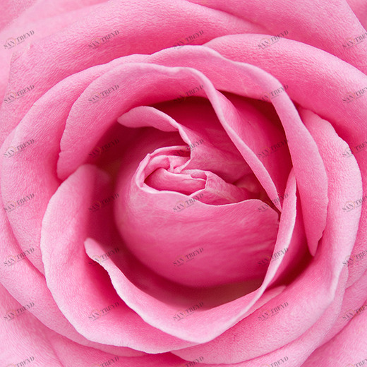 C1-325 Фотообои DIVINO Collection C 1.47х2 м C1325