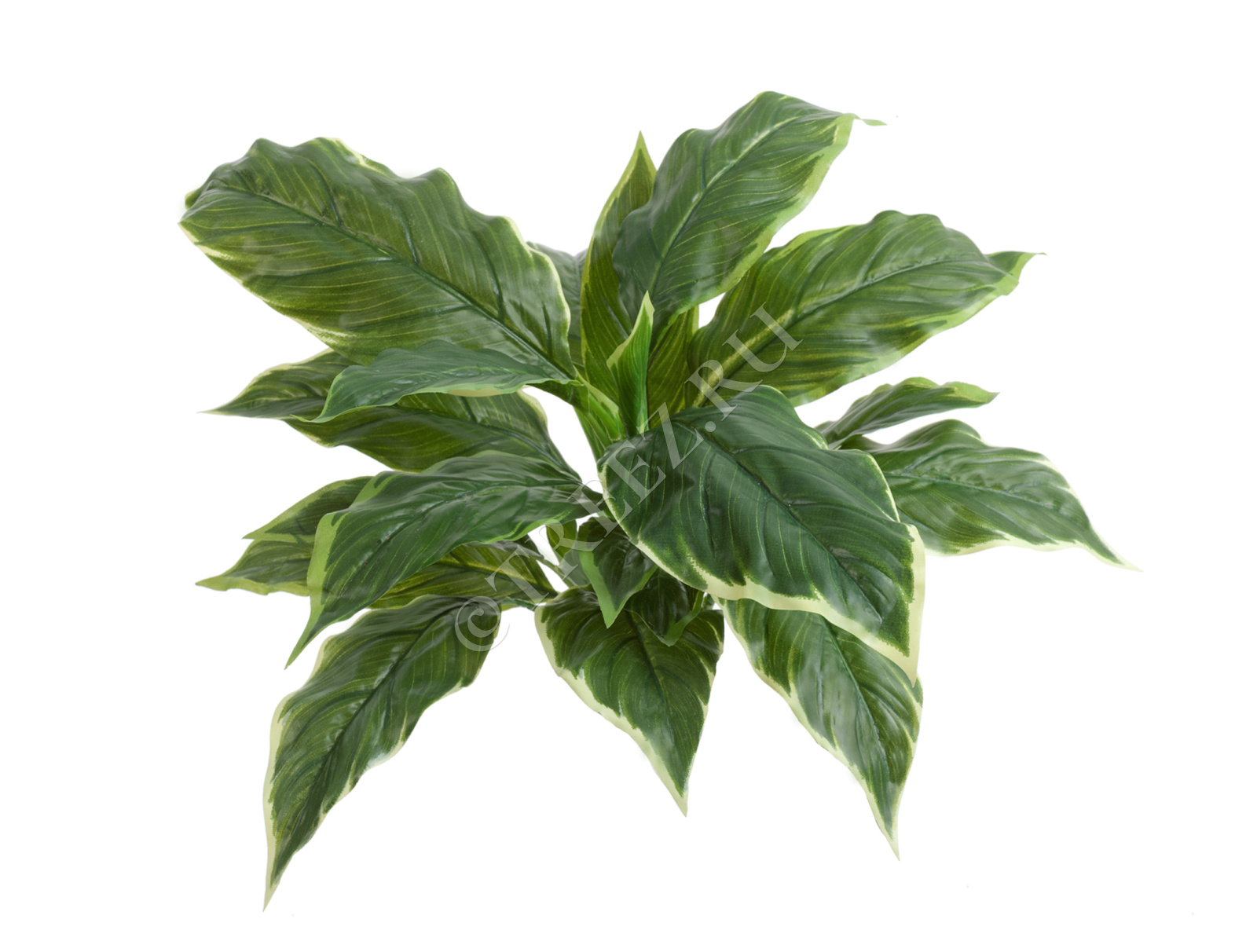 20.1152GWH Хоста Соу Свит зелёная с белой каймой (Sensitive Botanic) Цветочная коллекция  - Вид №1