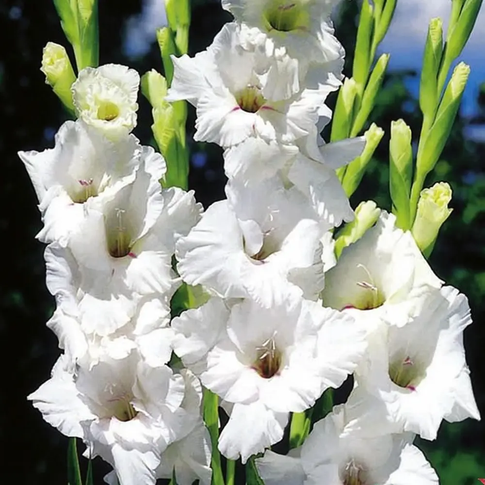 Гладиолус «White Prosperity», 10х12 см GEOLIA STLM-2038796