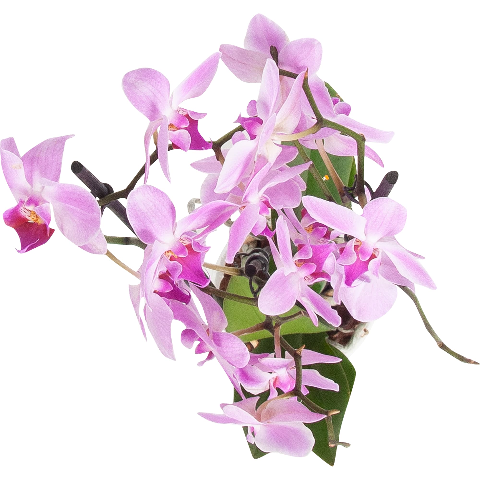 82561751 Орхидея Фаленопсис ø12 h50 - 70 см Santreyd  - Вид №1