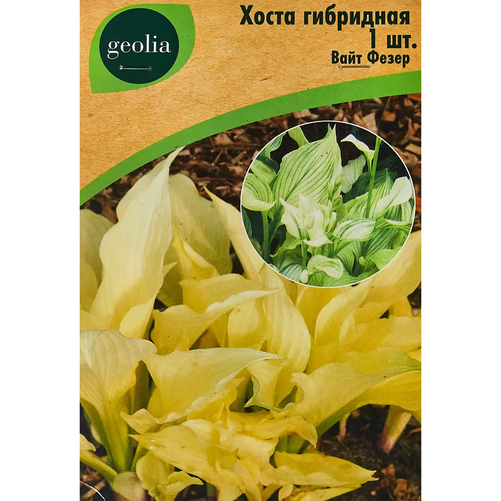 Хоста гибридная Вайт Фезер 86408584 STLM-2123667 Santreyd 
