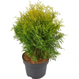 Туя западная Голден Глоуб ø22 h65 см