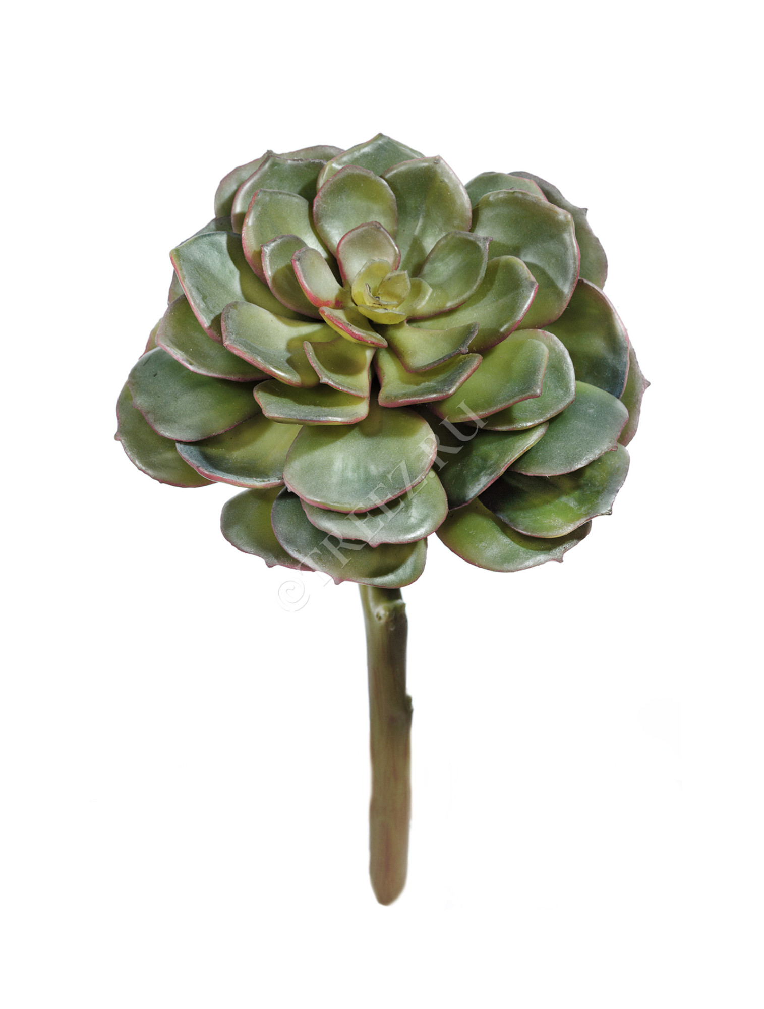 30.03070003/2 Суккулент Эхеверия зелёная Цветочная коллекция 