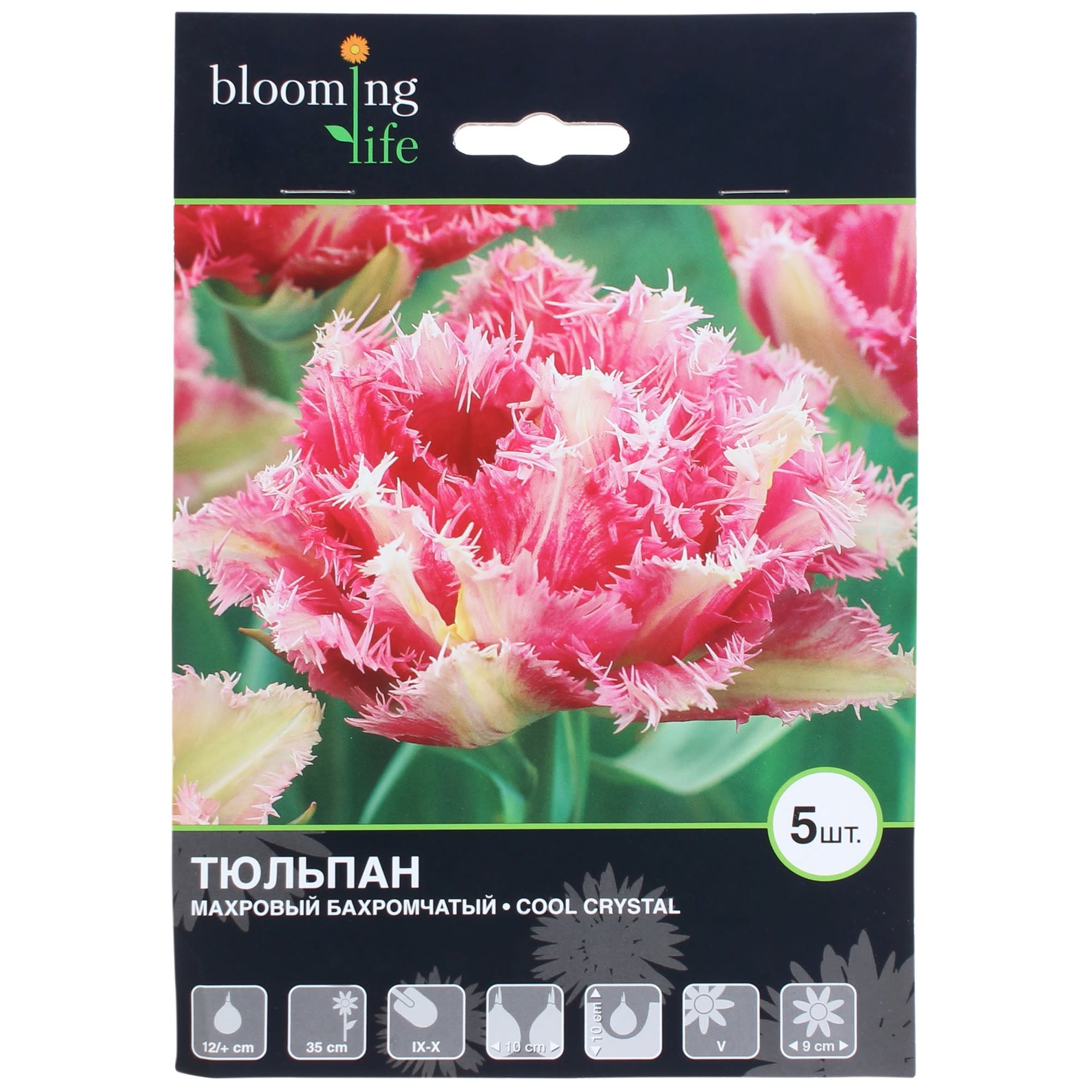 82004118 Тюльпан махровый бахромчатый «Кул Кристал» Santreyd 