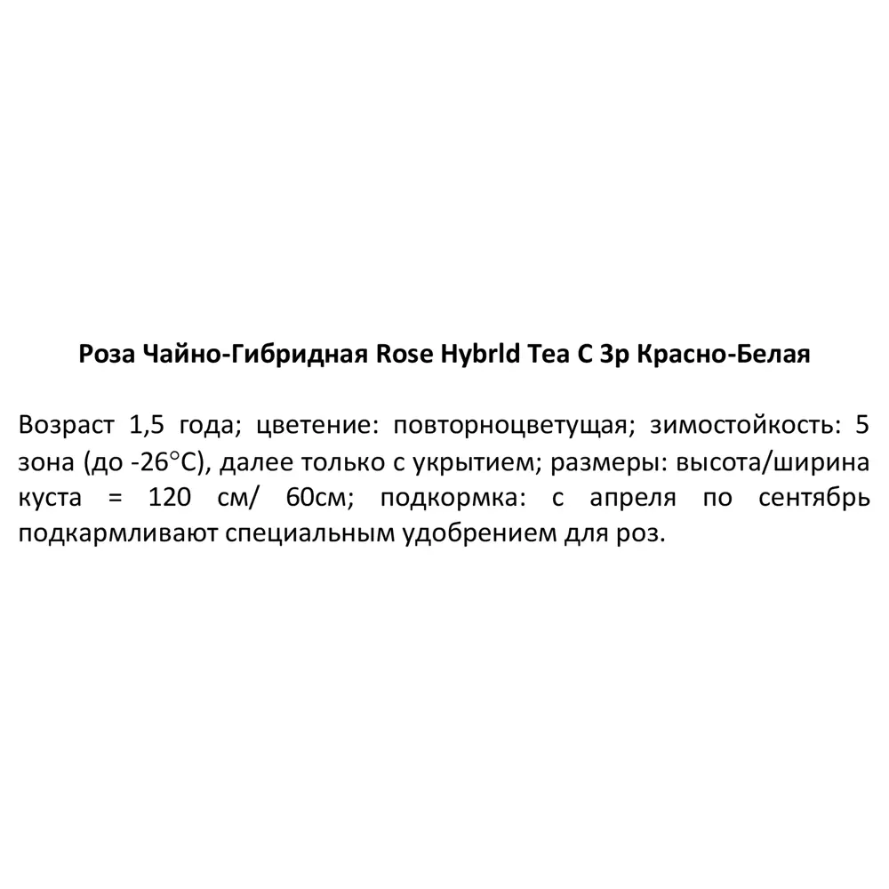 Роза чайно-гибридная ø15 h55 см 84827555 STLM-2046019 PLANTMARKET  - Вид №3
