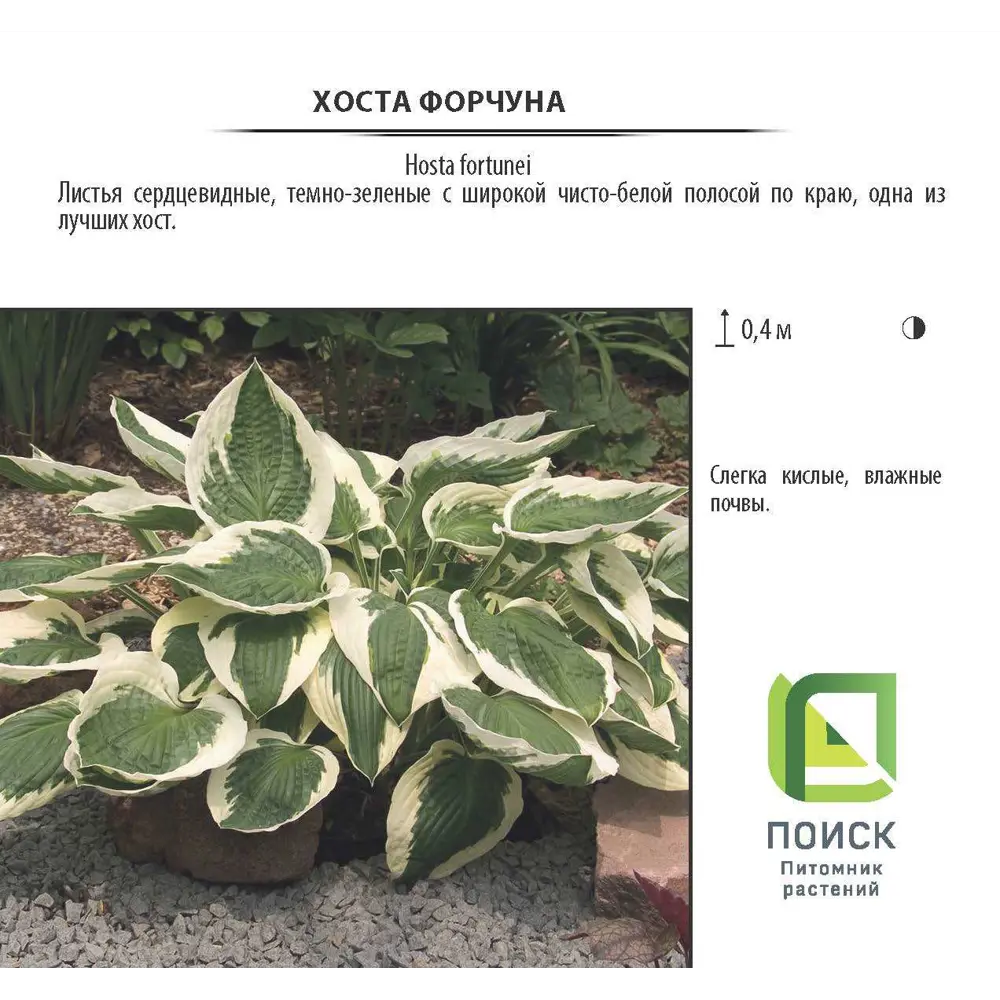 Хоста Форчуна (V1,5-2л) 16572695 STLM-2037738 Santreyd 