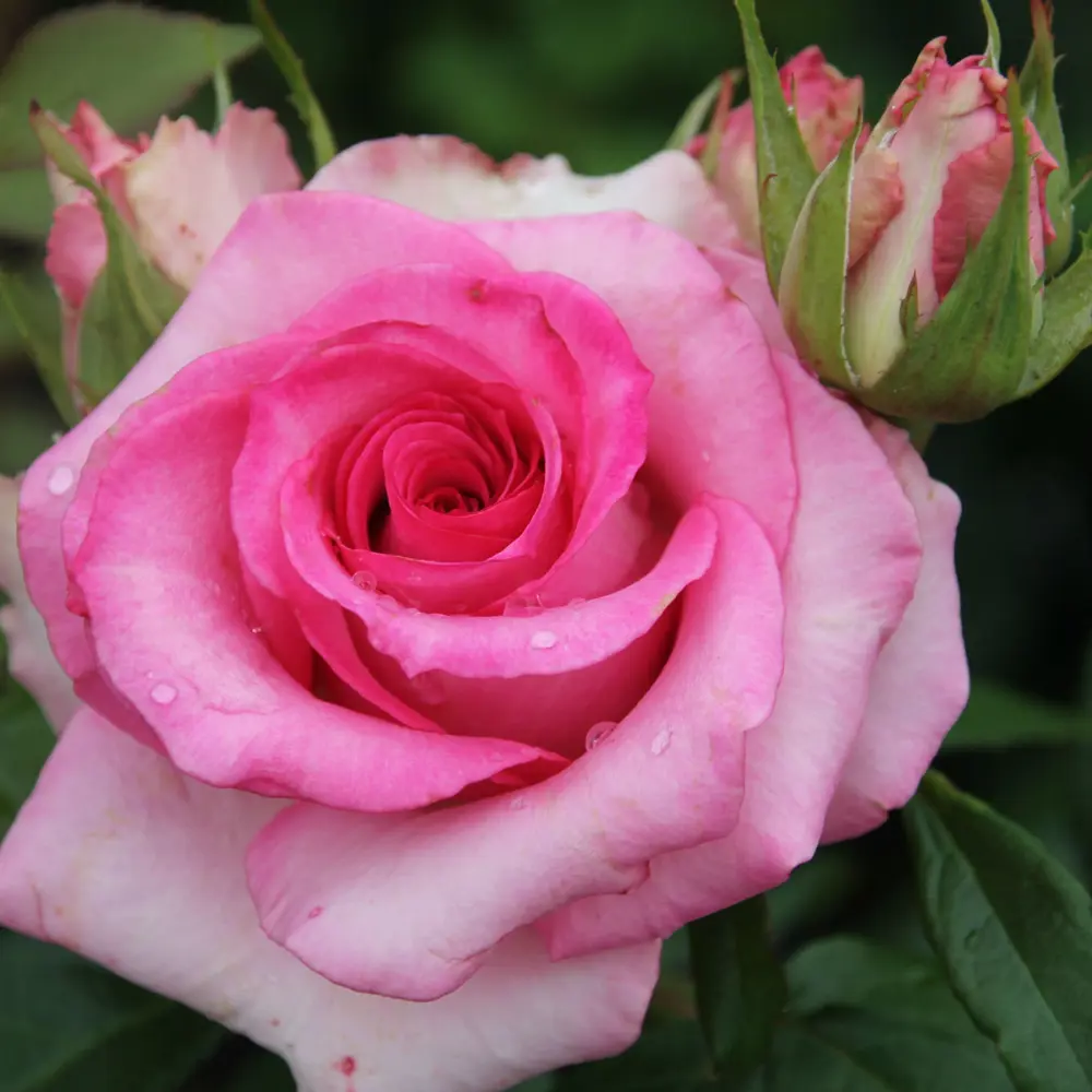 Роза чайно-гибридная розовая 15x55 см PLANTMARKET STLM-2012352 - Вид №2