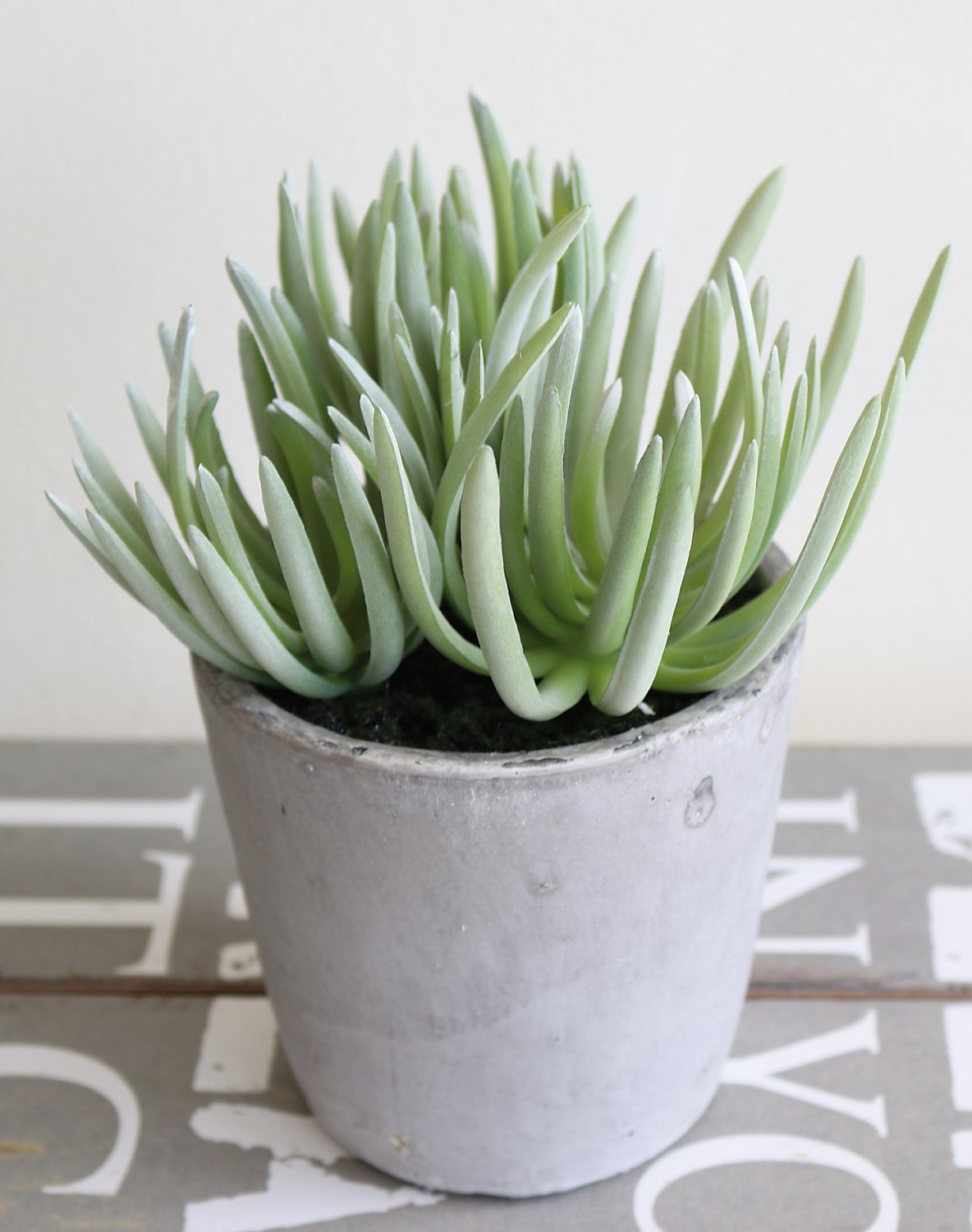 6049 883 a3 Искусственный суккулент, горшок, 19 см, зеленый H-andreas  - Вид №4