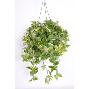 Традесканция Еллоу Хилл — декоративное растение с полосатыми листьями 89394870