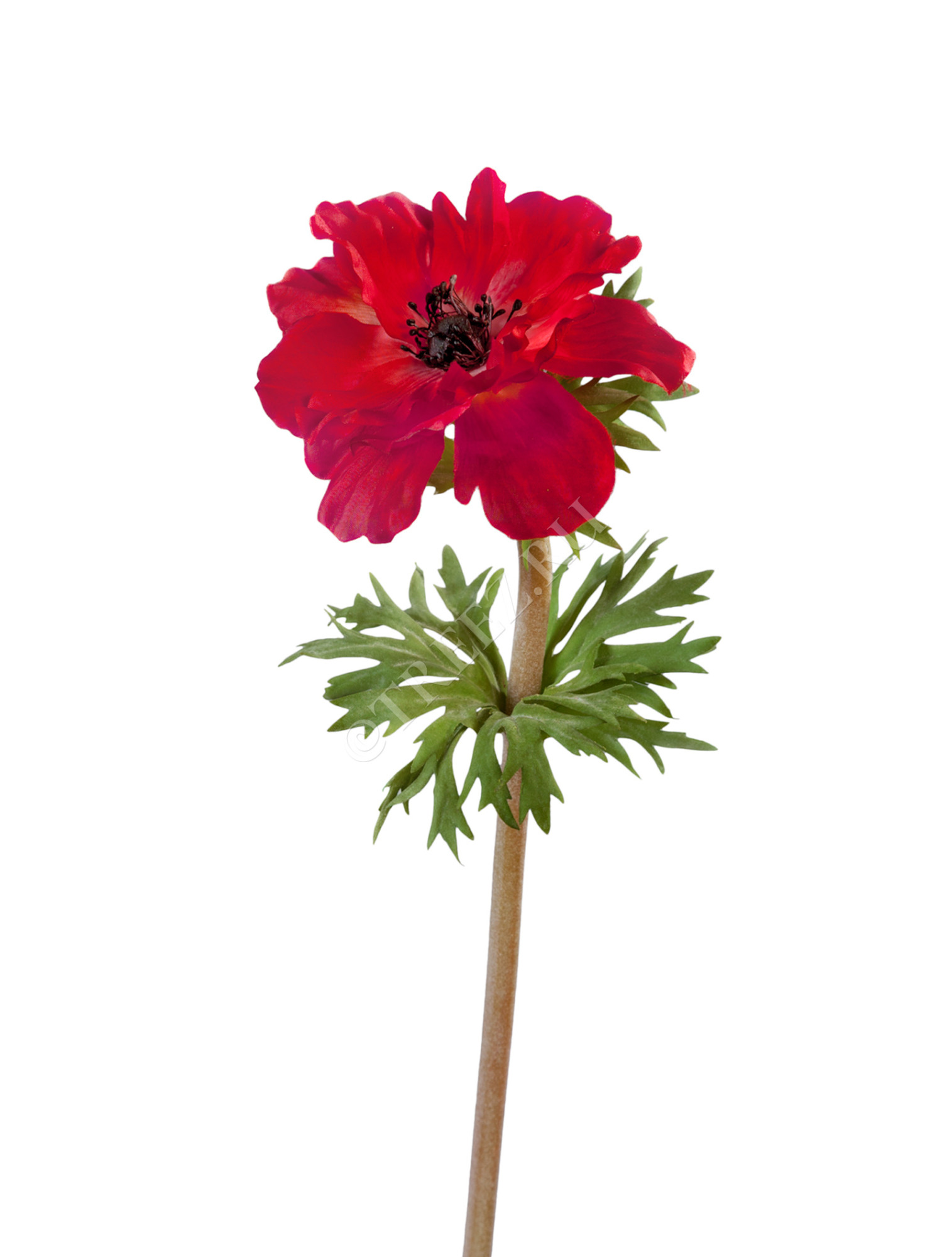 30.0610014RD Анемон красно-бордовый д-10 см Цветочная коллекция 