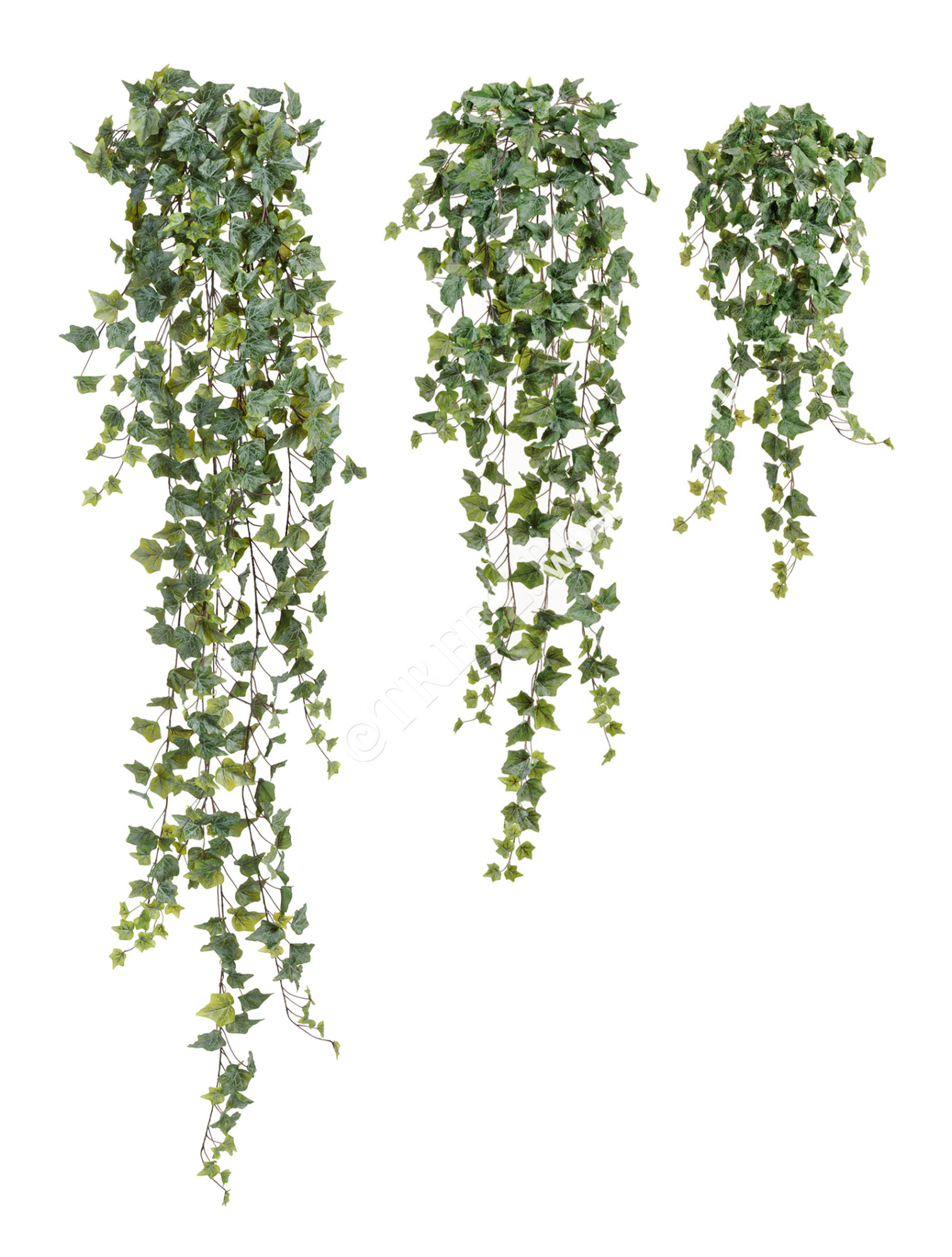 20.05170261GG-S Английский плющ Олд Тэмпл припылённо-зелёный Цветочная коллекция 