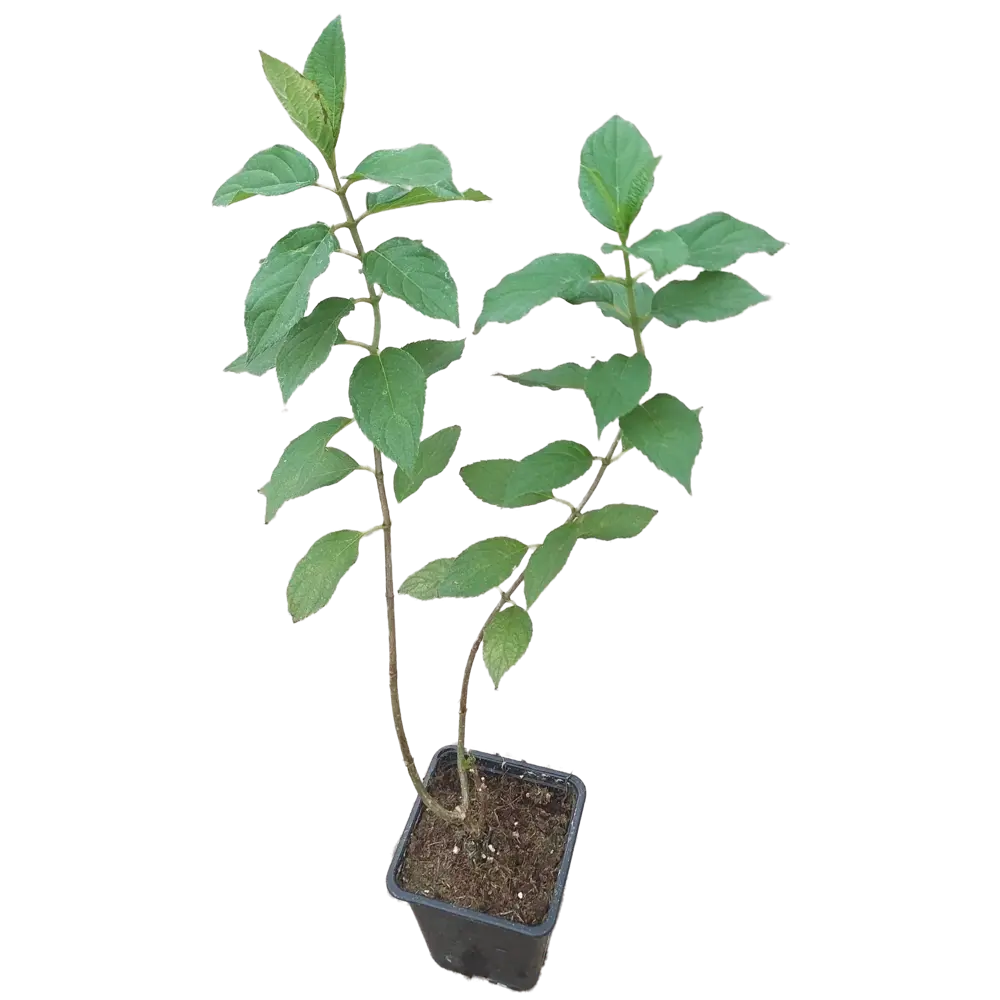 Гортензия метельчатая белая - многолетний садовый цветок 85203984 Santreyd STLM-1583802