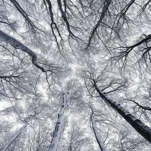 SH081-VD4-Up Фотообои Komar Stefan Hefele 2.5х4 м