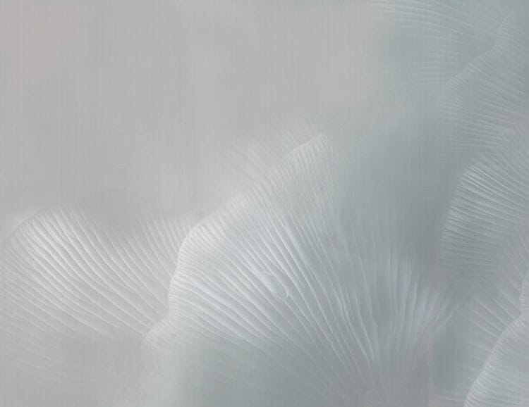 Нетканые обои Tecnografica Natural Shapes ARCH-00044355 - Вид №3