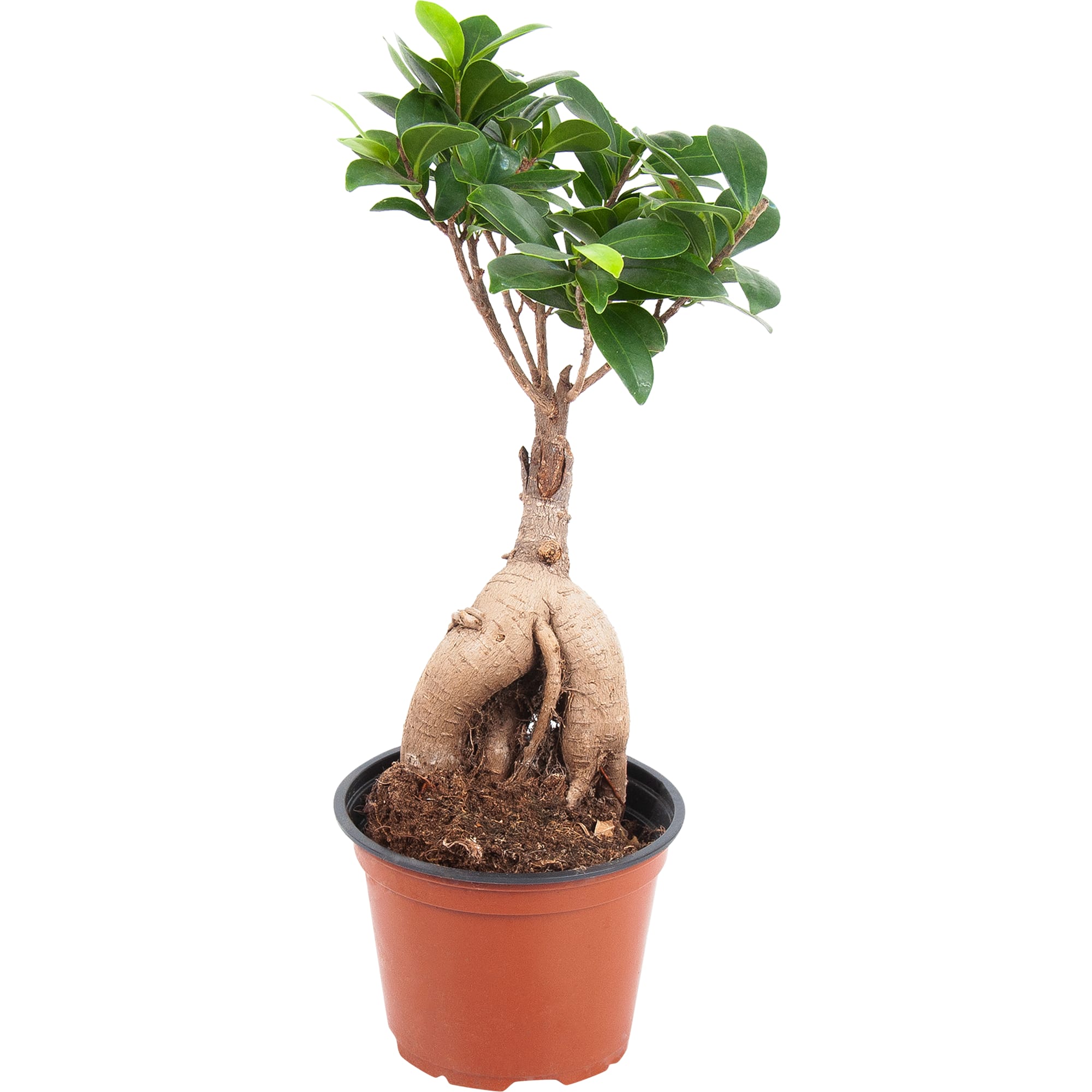 82850362 Фикус микрокарпа "Гинсенг" 12х30 см Santreyd 