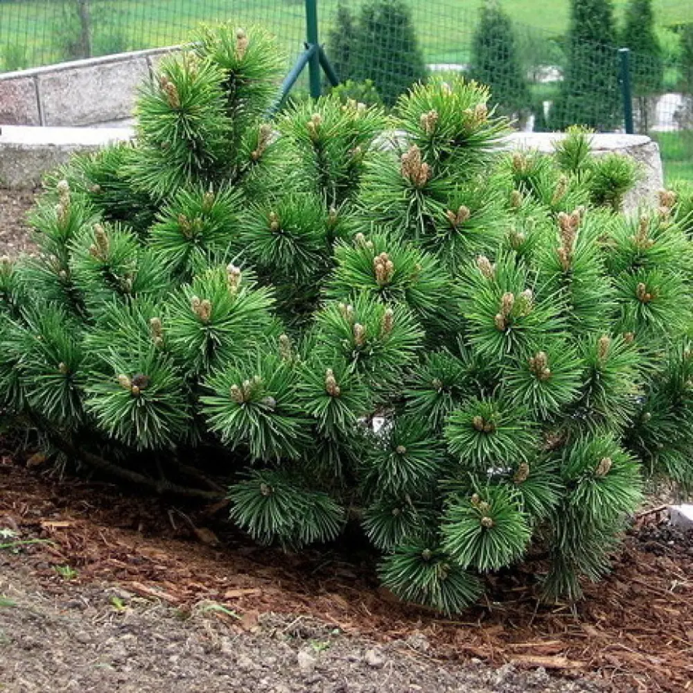 Сосна горная Пумилио ø13 h15 - 20 см 87691145 STLM-2021120 PLANTMARKET 