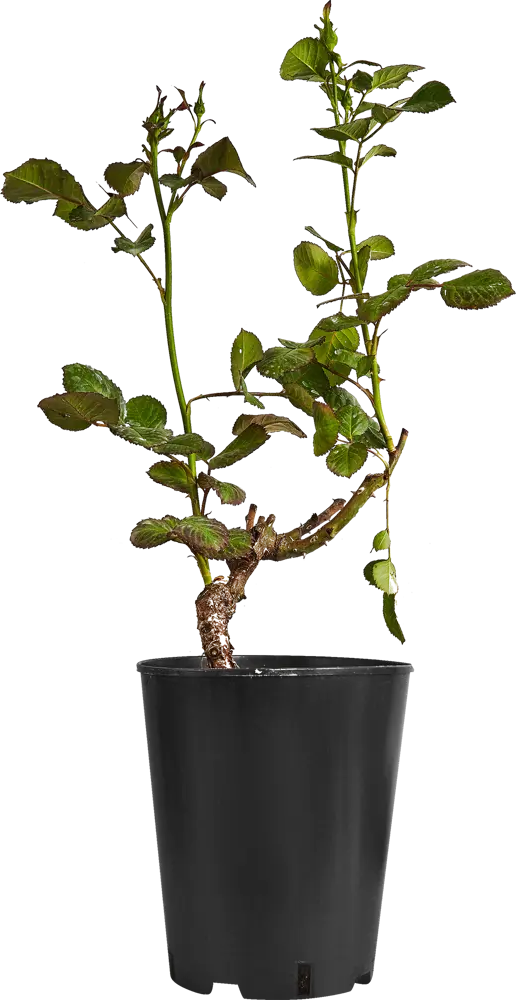 Santreyd Бордюрная роза микс - многолетний цветущий куст 87690906