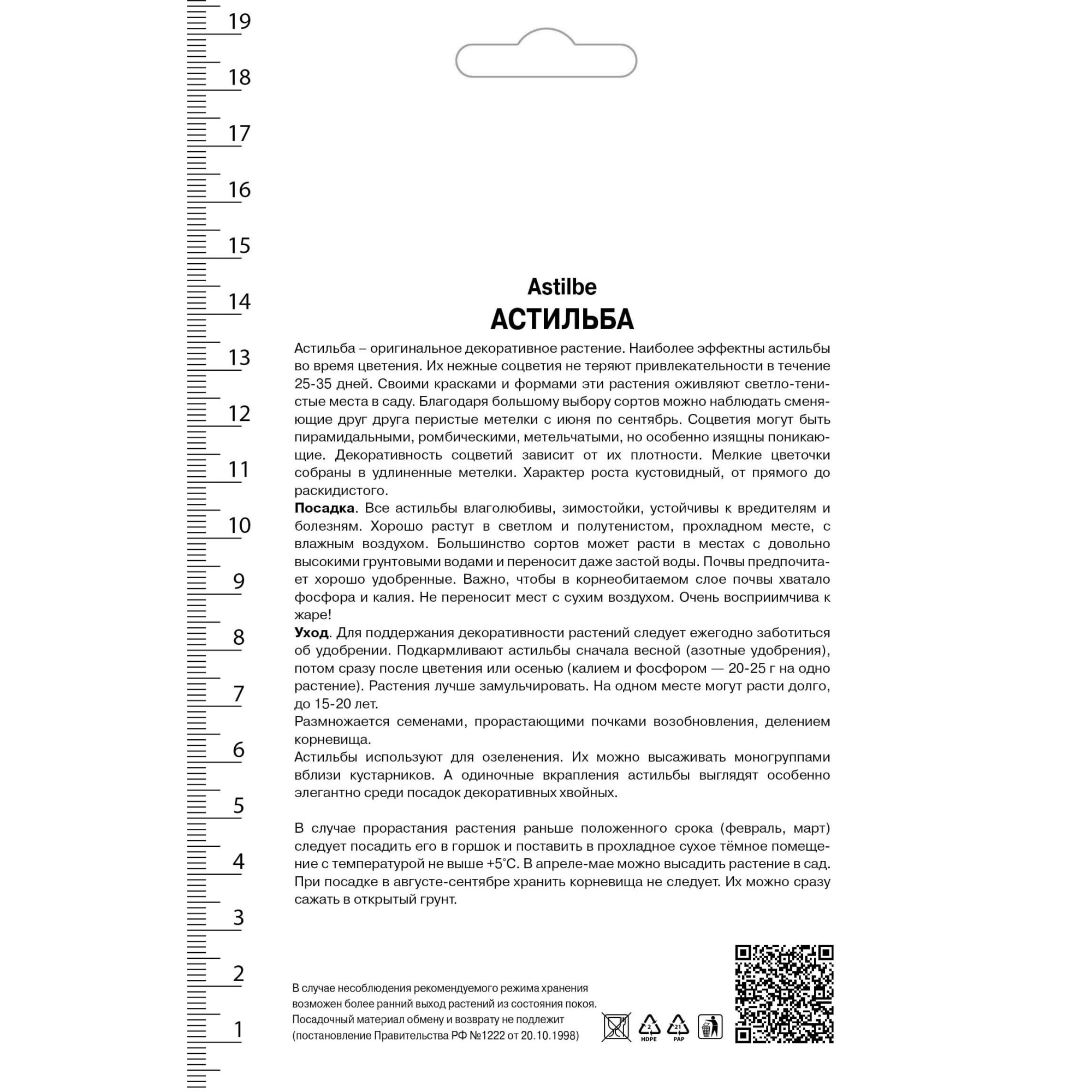 82530329 Астильба Китайская Вижнс ин Вайт Santreyd  - Вид №1