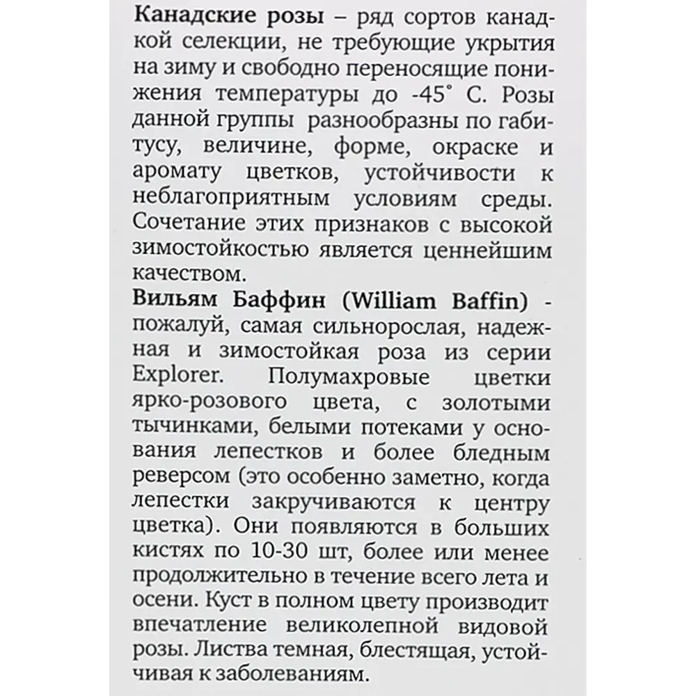 Роза канадская плетистая Вильям Баффин h100 см 86543306 STLM-2014313 Santreyd  - Вид №3