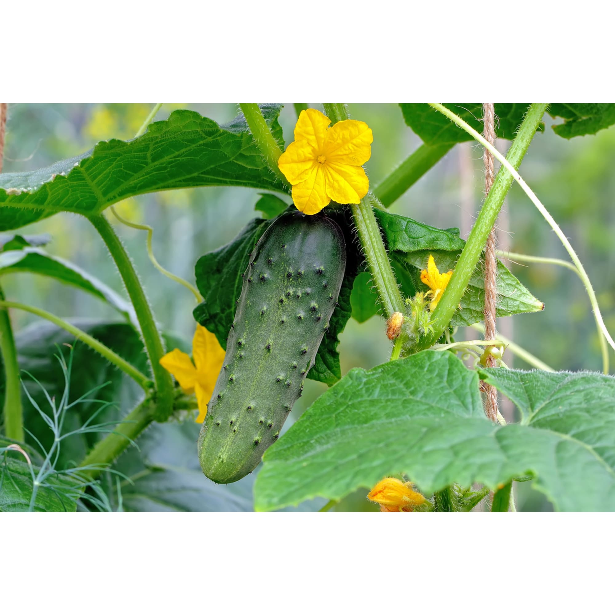 82585479 Огурец в кассете, 6 шт Santreyd 