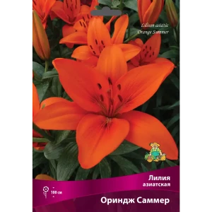 83597455 Лилии азиатские Ориндж Саммер луковица 16/18 STLM-1357968
