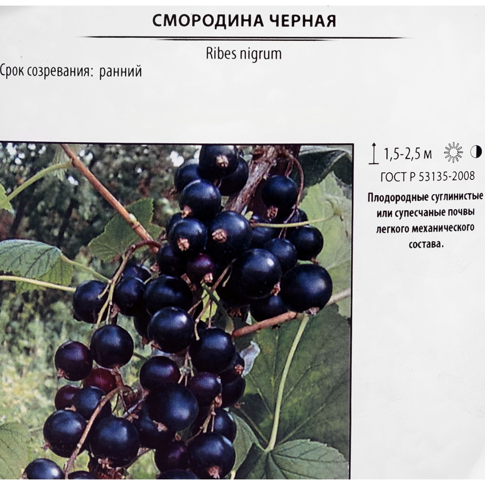 Саженец черной смородины Santreyd 5 л 82219585 STLM-0022227 - Вид №1