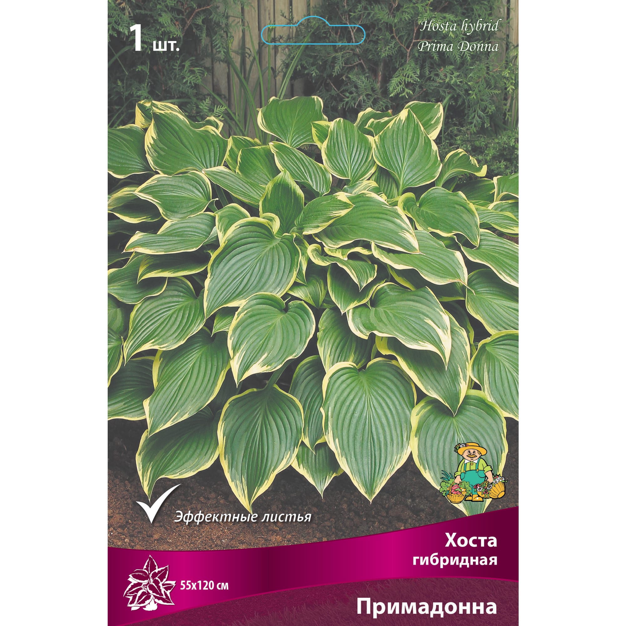 88294694 Хоста гибридная Примадонна луковица I Santreyd 