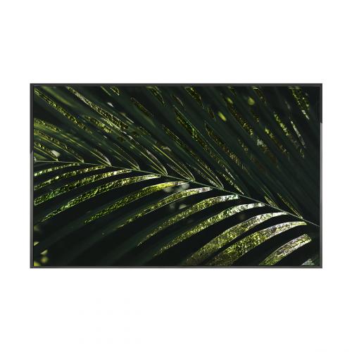 Palma Areca Произведение искусства Visionnaire 