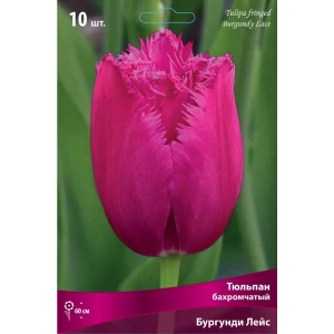 Тюльпан бахромчатый Бургунди Лейс - луковицы с игольчатой бахромой, 3 шт 82000208