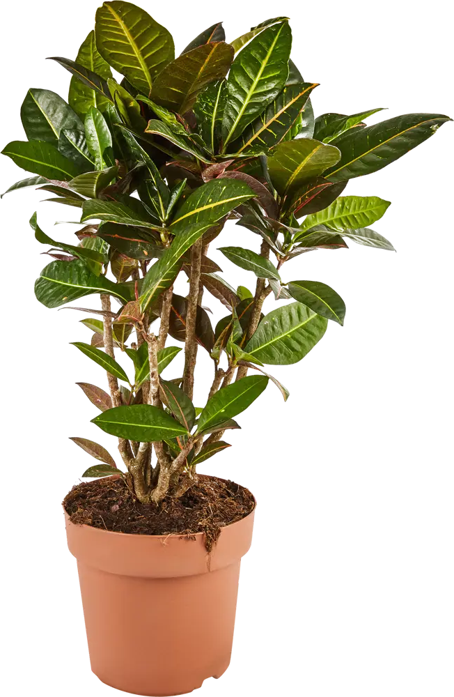 82578933 Кодиеум варигатум эксцелент 3pp d24 h70 STLM-0030489