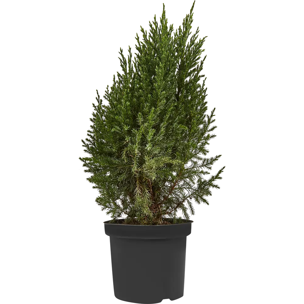 Можжевельник китайский Стрикта ø15 h65 см 84834041 STLM-2142718 PLANTMARKET 