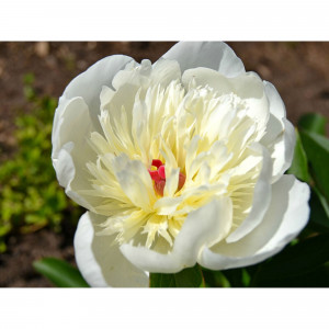 85324448 Пион молочноцветковый Мадрид ø14 h50 см