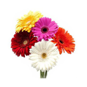 Гербера мини микс 50 см