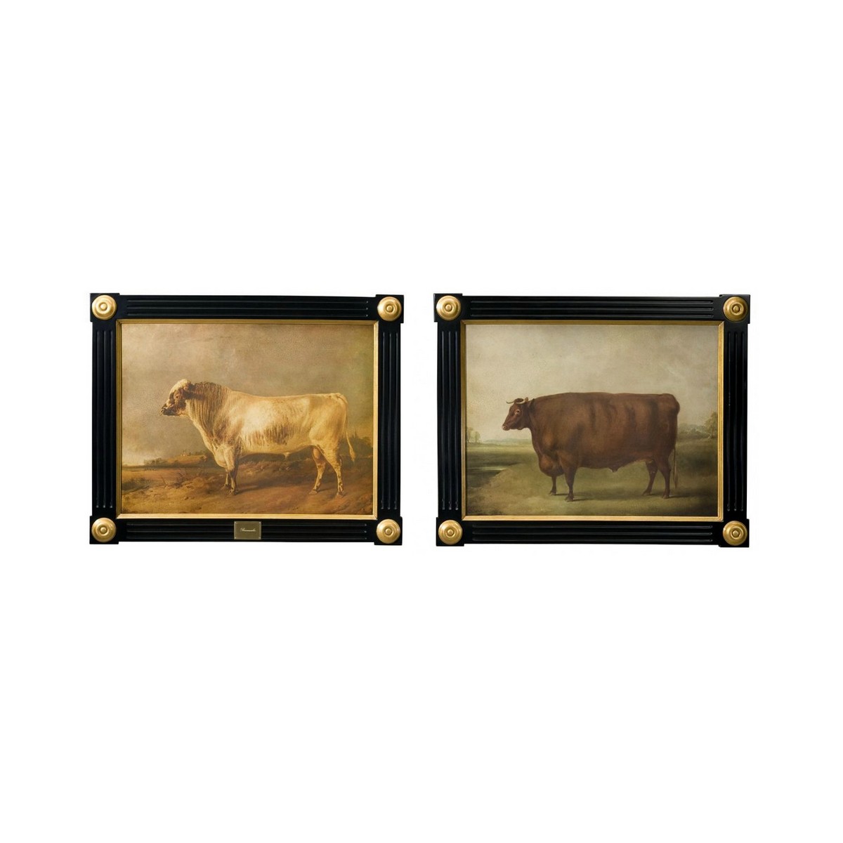 Картины / Ranunculus Althorp Theodore Alexander sun-id-374681 - Вид №1