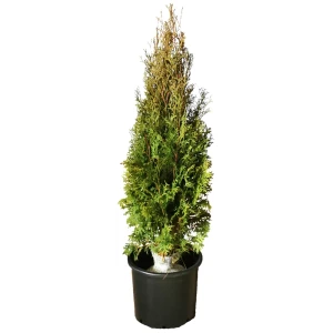 Туя западная Колумна h120 см - вечнозелёное хвойное растение для живой изгороди 84506324