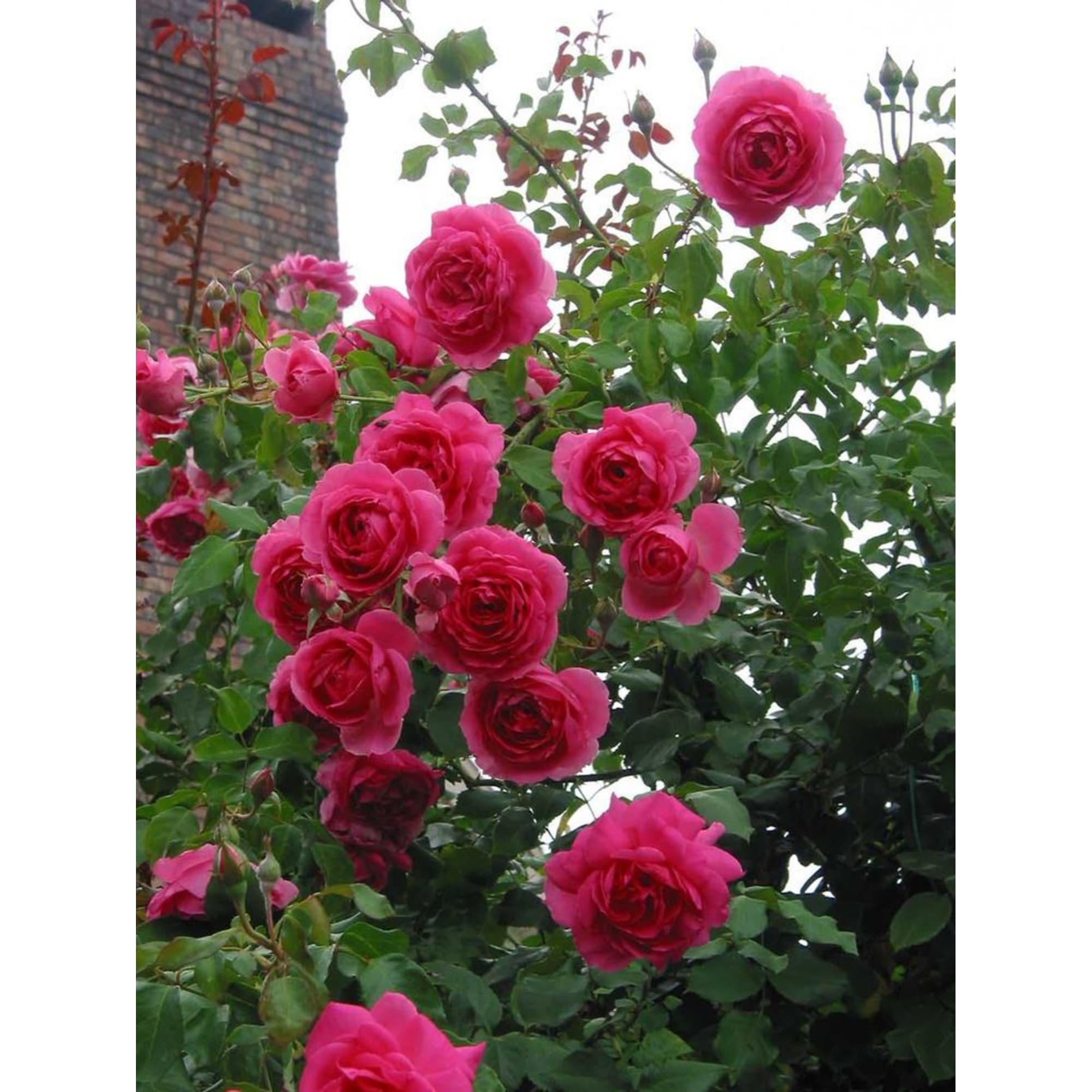 82155594 Роза плетистая Климбинг Мосдаг 2 л Santreyd  - Вид №2