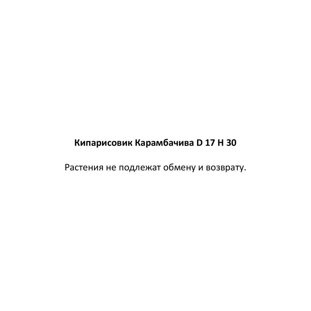 Кипарисовик Карамбачиба ø17 h30 см 87548367 STLM-2118582 Santreyd  - Вид №2