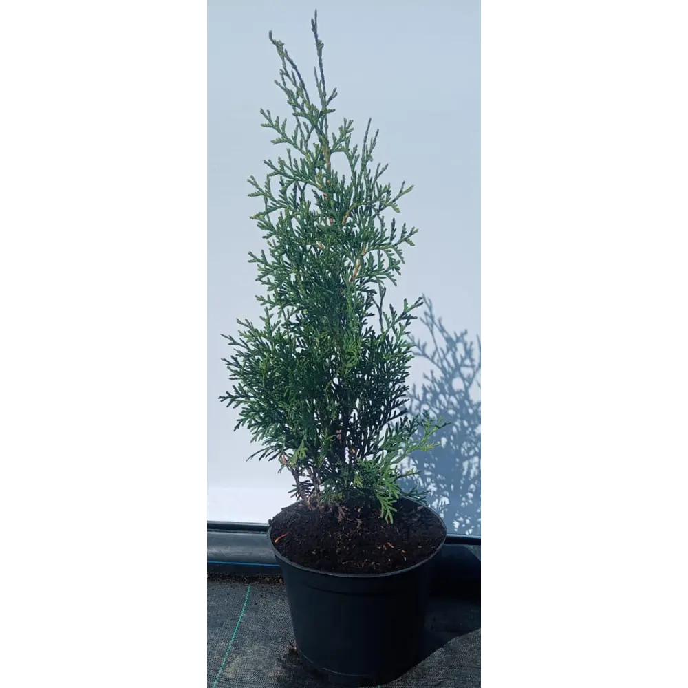 Туя западная Пирамидалис Компакта h30-50 см 85320112 STLM-2060430 Santreyd 