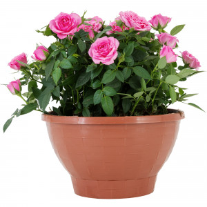 82895032 Роза Кордана в кашпо 22x22 см