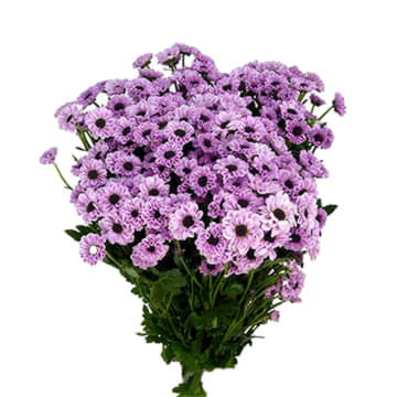 Хризантема са инь янь пинк 55 см Santreyd 25023 - Вид №1