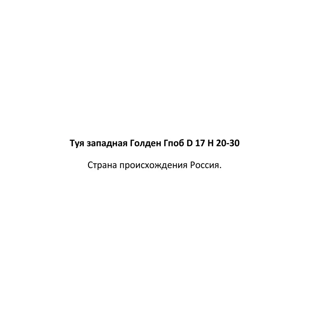 Туя западная Голден Глоб ø17 h20-30 см 84173514 STLM-2172728 Santreyd  - Вид №2