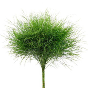 Аспарагус Триферн 60 см