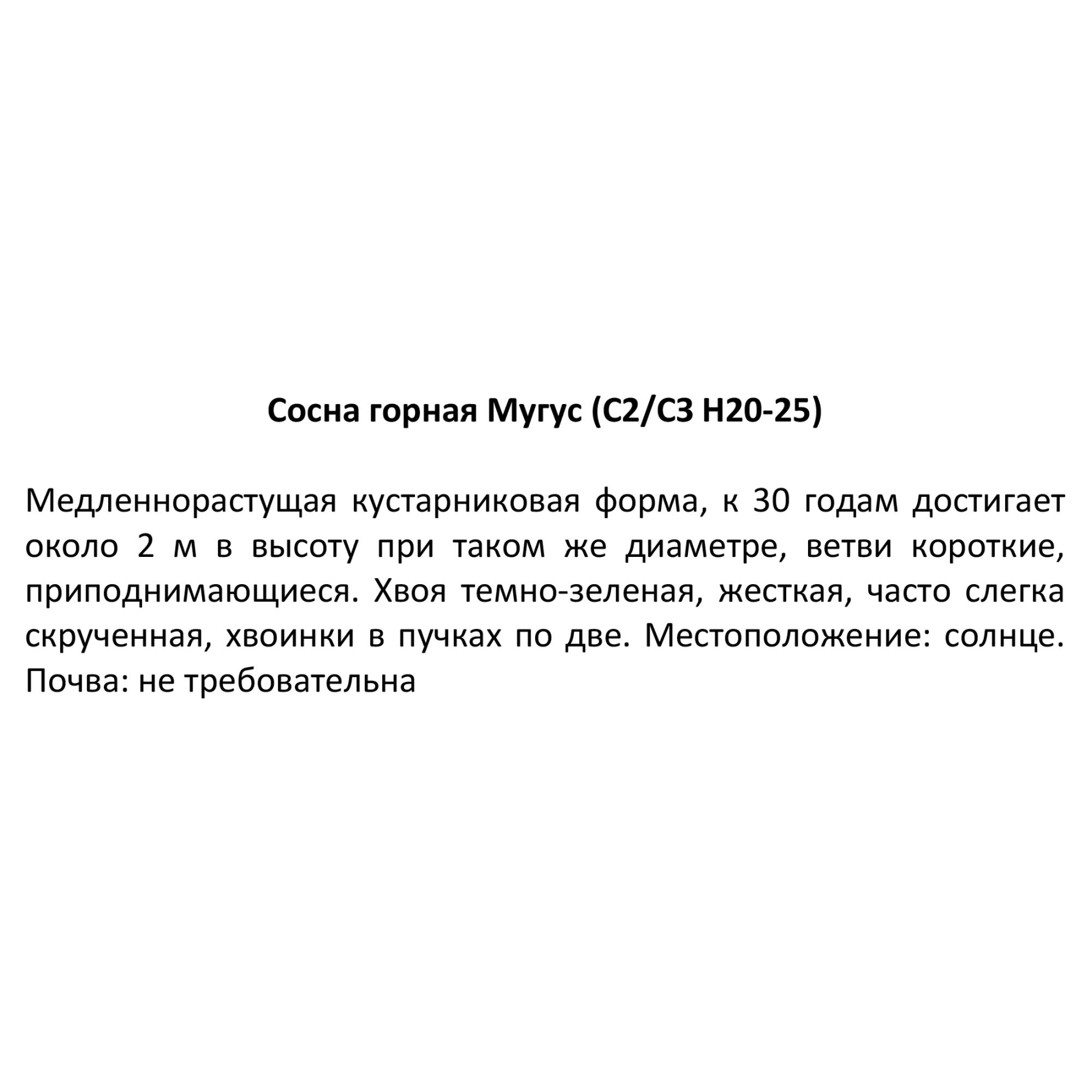 82644366 Сосна горная Мугус h 20-25 см C2/C3 Santreyd  - Вид №1