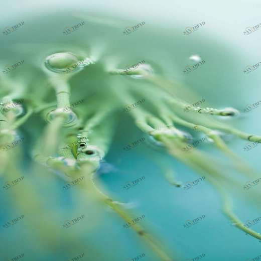 WP00021 Фотообои Verol Фотообои decoline 1х1 м