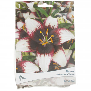 81945447 Лилия азиатская Танго «Блэк Ай»